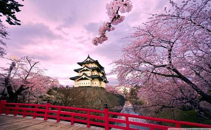 Winter Japan Cherry Blossom in Tokyo out Osaka 9 Days Tour Package 2024-2025