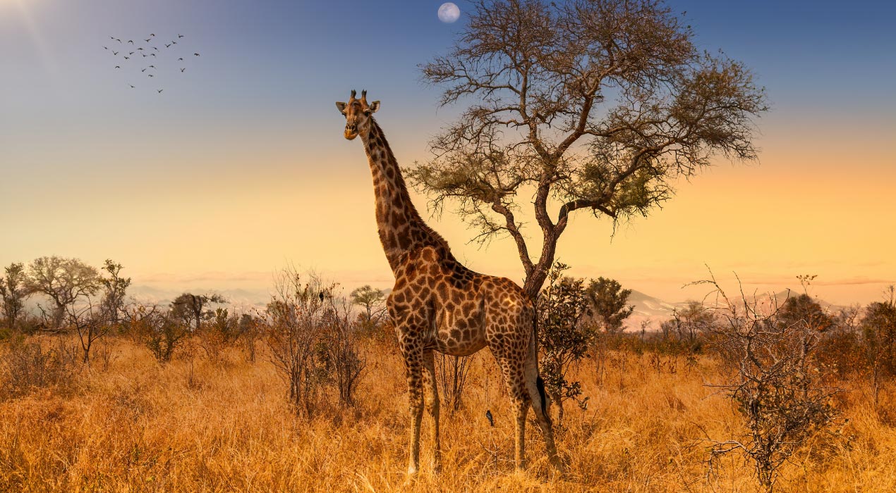 Winter - Stunning South Africa 10 Days Tour Package